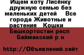 Ищем коту Лисёнку дружную семью без маленьких детей  - Все города Животные и растения » Кошки   . Башкортостан респ.,Баймакский р-н